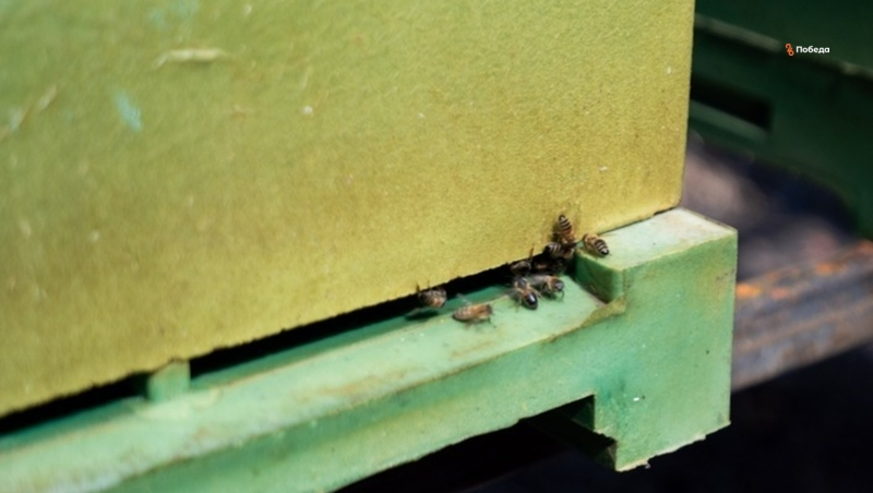 Соцконтракт помог ставропольцу открыть пасеку