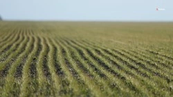 На Ставрополье приступили к химической прополке озимых культур