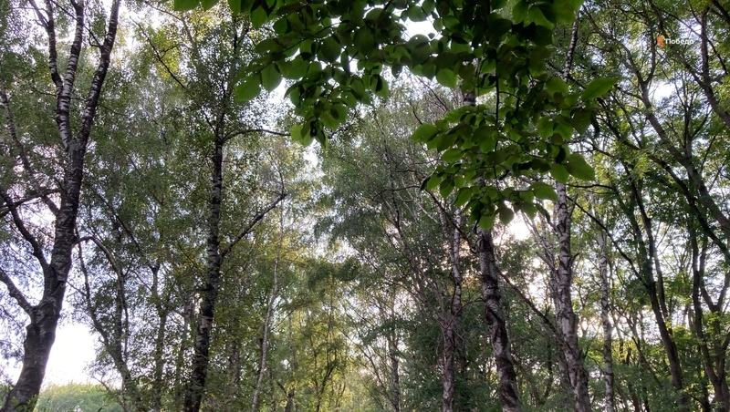 План по восстановлению лесополос разработают на Ставрополье