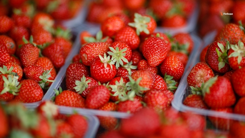 Производство тепличной клубники наращивают на Ставрополье