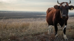 Гранты на разведение скота получили четыре хозяйства в Нефтекумском округе