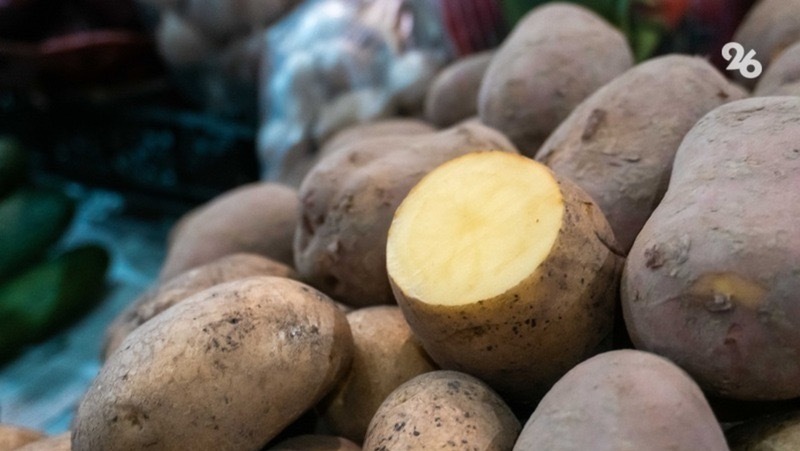 Более 20% картофельных полей Ставрополья засеяли семенами отечественной селекции