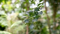 Губернатор поручил проложить минерализованные полосы вокруг лесов Ставрополья