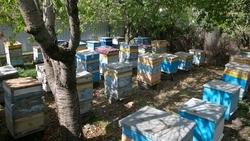 Пчеловод из Степновского округа расширил пасеку благодаря соцконтракту