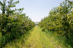 Плодоводство активно развивают в Ипатовском округе