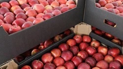 Аграрии Будённовского округа приступили к сбору плодовой продукции