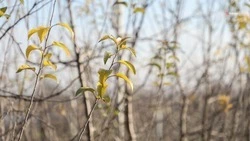 14 га суперинтенсивных садов заложили в Александровском округе