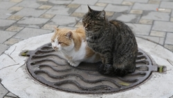 Модульный пункт для бездомных животных создадут в Благодарненском округе