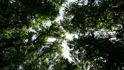 Весеннюю кампанию по лесовосстановлению завершили в Предгорном округе