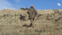 Прирост охотничьих животных на Ставрополье составил 5–10%