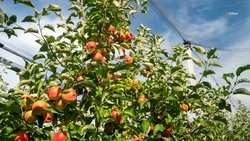 Суперинтенсивный сад расширят в Новоалександровском округе