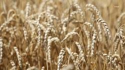 Ставропольские аграрии сеют пшеницу отечественной селекции