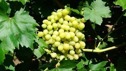 На Ставрополье собрали свыше 26 тыс. тонн винограда 
