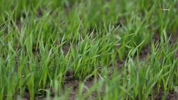 Сев гороха и яровых завершили в Кочубеевском округе